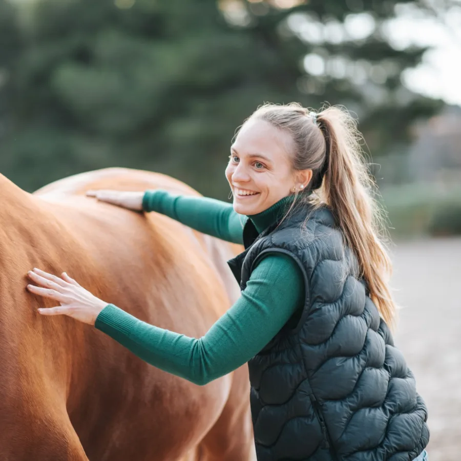 Examen d'un cheval alezan par palpation du dos
