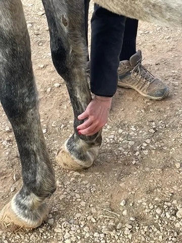 Palpation du tendon d’un antérieur