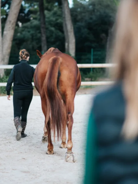 Cheval marché en main, vu de derrière