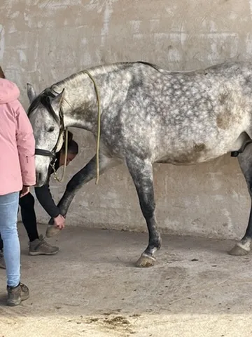 Prise d’un membre antérieur sur un cheval gris