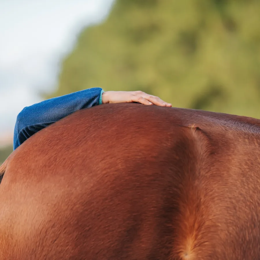 Main posée sur la croupe d'un cheval bai lors d'une séance d'ostéopathie