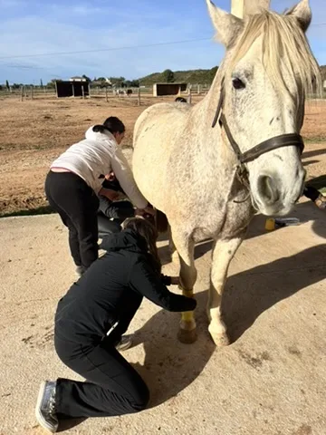 Examen des membres d’un cheval gris pendant une formation